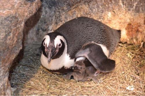African Penguin and a Chick
